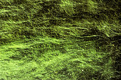 Thread algae in aquarium