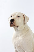 Dogo Argentino, Argentinian Mastiff (Canis lupus familiaris). Portrait puppy,