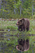 Brown Bear (Ursus arctos) near a pond, in a Suomussalmi forest, Finland