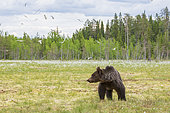 Brown Bear (Ursus arctos) in a peat bog, near a Suomussalmi forest; Finland