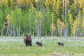 Brown Bear (Ursus arctos) female, with her cubs, in a bog, with coton grass, near a forest in Suomussalmi, Finland
