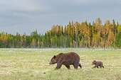 Brown Bear (Ursus arctos) female, with her cub, in a bog, with coton grass, near a forest in Suomussalmi, Finland