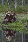 Brown Bear (Ursus arctos) female, with her cubs, at the edge of a pond, near a forest in Suomussalmi, Finland
