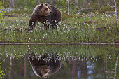 Brown Bear (Ursus arctos) near a pond, in a Suomussalmi forest, Finland