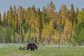 Brown Bear (Ursus arctos) female, with her cubs, in a bog, with coton grass, near a forest in Suomussalmi, Finland