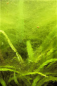 Thread algae growing on Cryptocorynes in aquarium