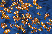 Ocellaris clownfish (Amphiprion ocellaris), group in aquarium