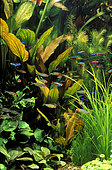 South American aquarium with Paracheirodon axelrodi, Hemigrammus bleheri