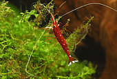 Cardinal shrimp (Caridina dennerli = Caridina sp. cardinale) in aquarium. Possibly extinct in the wild