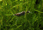 Ninja shrimp (Caridina serratirostris) 'Batik'