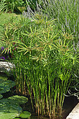 Umbrella papyrus (Cyperus alternifolius)