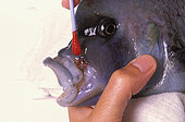 Treating a Cyphotilapia gibberosa 'Blue Pimbwe' wounded by a preyed synodontis