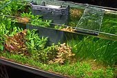 Freshwater aquarium with internal filter