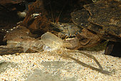 Exuvia of River prawn (Macrobrachium sp. 'Nigeria') in aquarium