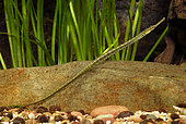 Rainbow belly (Microphis deocata) in aquarium