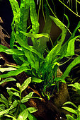 Java fern 'Narrow leaves' (Microsorum pteropus)