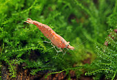 Shrimp (Neocaridina sp.) in freshwater aquarium