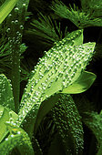 Sagittaria leaves with oxygen bubbles in aquarium