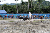 Fighting Buffalo (Bubalus bubalis),Thailand