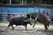 Fighting Buffalo (Bubalus bubalis),Thailand