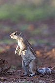 Cape ground squirrel (Xerus inauris), Private reserve, Upper Karoo, South Africa