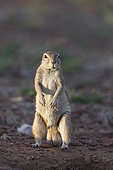 Cape ground squirrel (Xerus inauris), Private reserve, Upper Karoo, South Africa