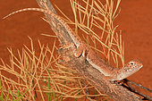 Central netted dragon (Ctenophorus nuchalis), uluru, Red Center, NT, Australia