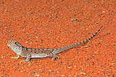 Western Netted Dragon (Ctenophorus reticulatus), Edaggee Rest Area, Carnarvon, WA, Australia