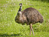 Emu (Dromaius novaehollandiae) standing in a meadow, captive, native to Australia, Thuringia, Germany, Europe