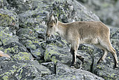 Spanish ibex (Capra pyrenaica victoriae) young adult male walking in the rocks, Sierra de Francia Spain