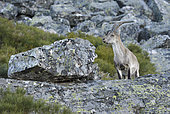 Spanish ibex (Capra pyrenaica victoriae) young adult male walking in the rocks, Sierra de Francia Spain