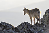 Spanish ibex (Capra pyrenaica victoriae) youngster of the year walking in the rocks, Sierra de Francia Spain