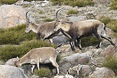 Spanish ibex (Capra pyrenaica victoriae) adult males and female grazing broom, Sierra de Gredos, Spain