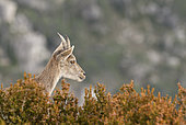 Spanish ibex (Capra pyrenaica victoriae) female resting on the edge of a steep, Ports de Tortosa Natural Park, Spain