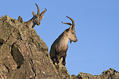 Spanish ibex (Capra pyrenaica victoriae) young adult male curious, Sierra de Francia Spain