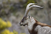 Spanish ibex (Capra pyrenaica victoriae) portrait of a large adult male, Sierra de Gredos, Spain