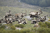 Spanish ibex (Capra pyrenaica victoriae) adult males, group at rest, Sierra de Gredos, Spain