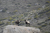 Spanish ibex (Capra pyrenaica victoriae) adult males, Fighting simulate, Sierra de Gredos, Spain