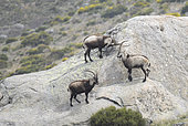 Spanish ibex (Capra pyrenaica victoriae) adult males, Fighting simulate, Sierra de Gredos, Spain