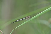 White-legged damselfly (Platycnemis pennipes) on the lookout on a leaf of grass, France