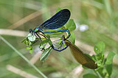 Beautiful demoiselle (Calopteryx virgo) mating, Creuse, France