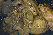 Common toad (Bufo bufo) Cluster of males in amplexus on a female who will die drowned mare, Côtes d'Armor, Brittany, France