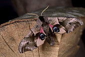 Le Sphinx demi-paon (Smerinthus ocellata) Imago mâle montrant les grands "yeux" colorés de ses ailes postérieures pour effrayer un prédateur, milieux divers semi humides Côtes d'Armor, Bretagne, France