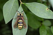 Hornet Moth (Sesia apiformis) moth, female, Batésian mimicry of this harmless butterfly with transparent wings whose shape and color resemble those of the Hornet armed with a formidable sting, France