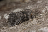 Oak processionary moth (Thaumetopoea processionea) resting imago whose caterpillars are very stinging, Hardwood decking with oaks, Côtes d'Armor, Brittany, France