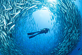 Scuba diver surrounded by shoal of Big-eye jacks (Caranx sexfasciatus), Cabo Pulmo Marine National Park, Baja California Sur, Mexico