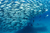 Scuba diver on the sandy bottom surrounded by shoal of Big-eye jacks (Caranx sexfasciatus), Cabo Pulmo Marine National Park, Baja California Sur, Mexico