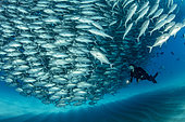 Scuba diver swimming with a big shoal of Big-eye jacks (Caranx sexfasciatus), Cabo Pulmo Marine National Park, Baja California Sur, Mexico