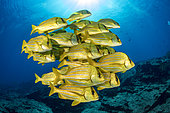 Shoal of colorful yellow fish Panamic porkfish (Anisotremus taeniatus), Cabo Pulmo Marine National Park, Baja California Sur, Mexico