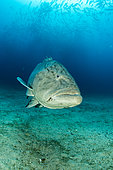 Big Gulf grouper (Mycteroperca jordani), Cabo Pulmo Marine National Park, Baja California Sur, Mexico